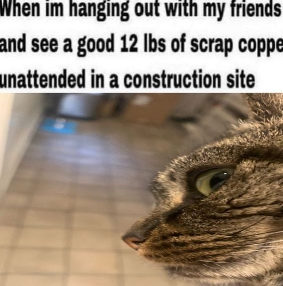SILLYCAT